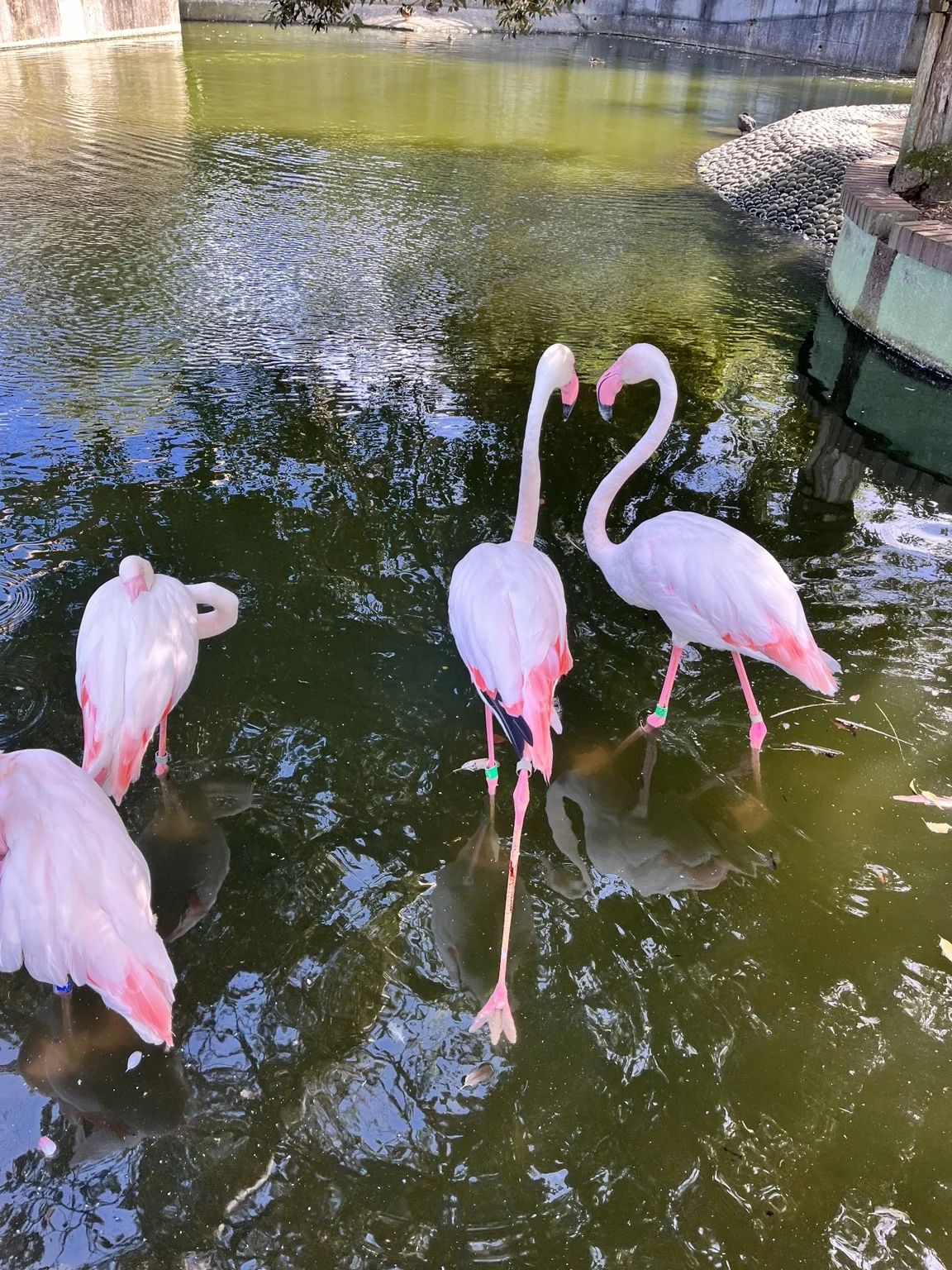 大島公園の水辺に立つフラミンゴ