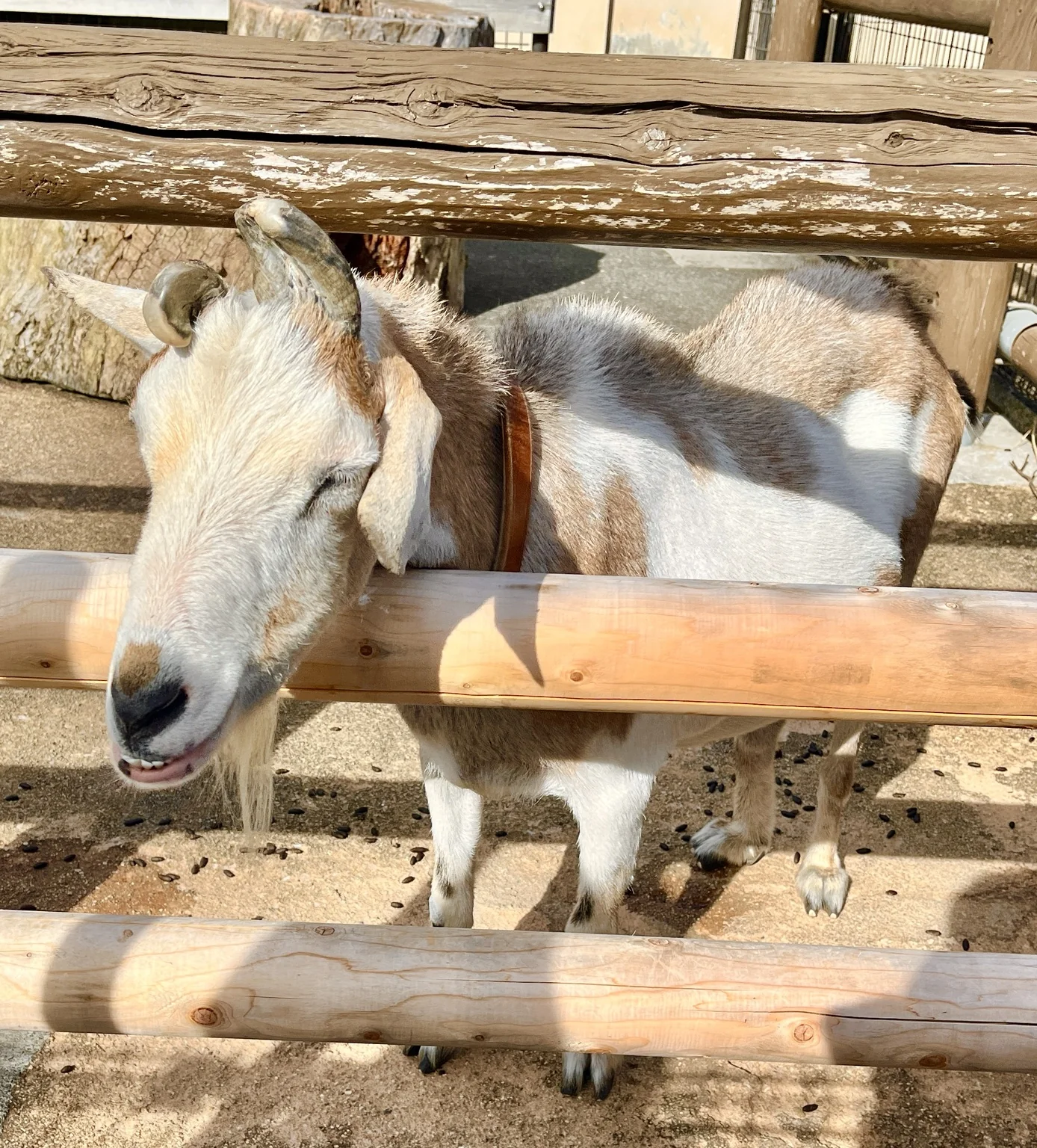 大島公園で柵の近くにいるヤギ